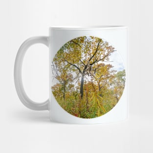 Sunshine Woods Photograph Mug